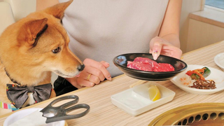 Japan Has BBQ Restaurants For You And Your Dog